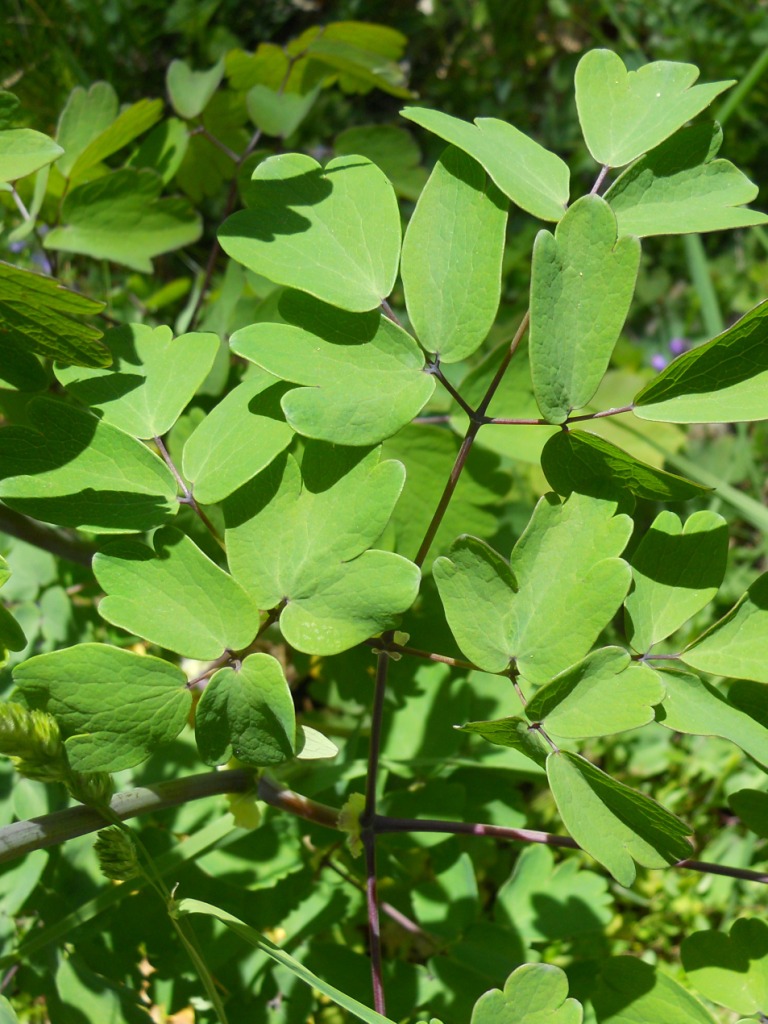 Thalictrum aquilegifolium